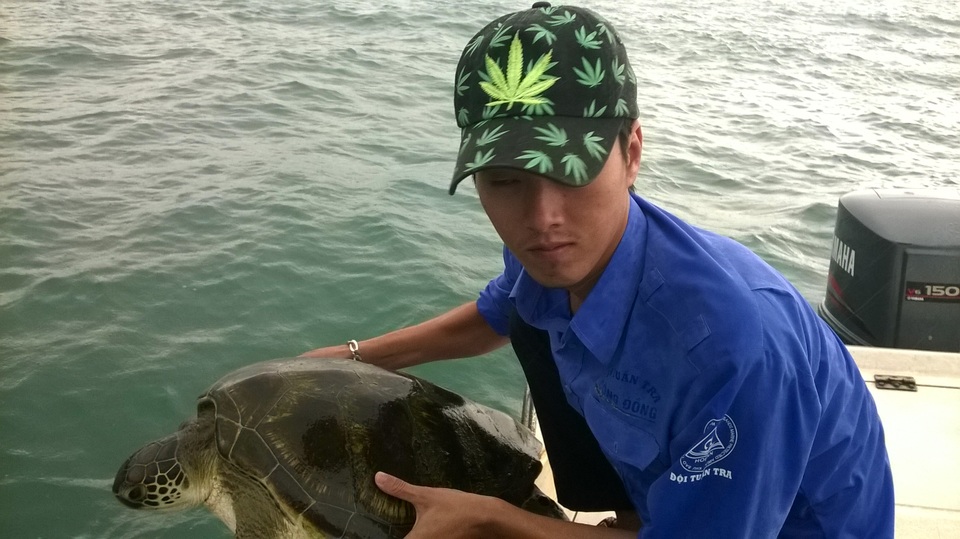 Rùa biển có khả năng quay về nơi “chôn nhau cắt rốn” để duy trì nòi giống - 2 Thả rùa biển về biển tại Cù Lao Chàm