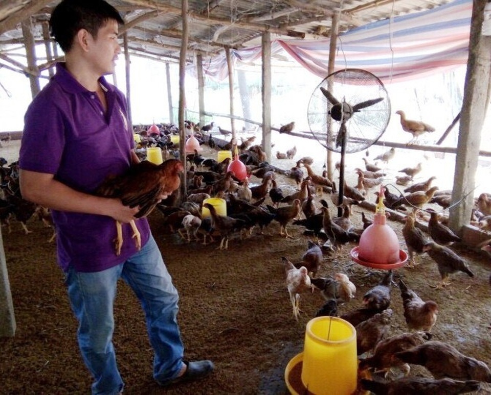 Bình Định: Thanh niên nuôi gà nhận giải thưởng Lương Định Của - 2 Khi tròi nóng, anh Tuấn phải dùng quạt điện để quạt mát cho gà