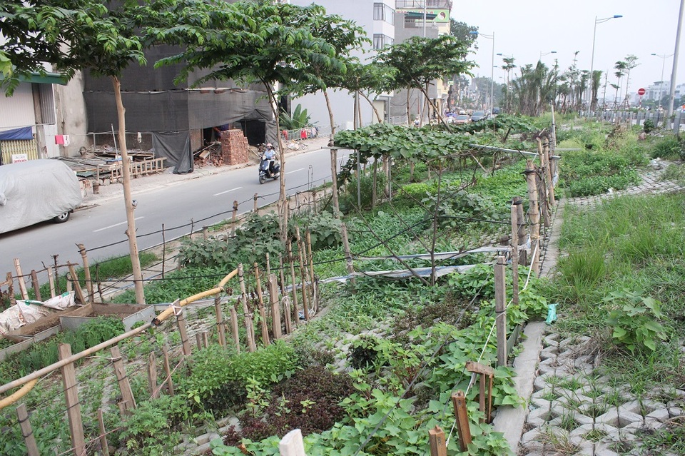 Vườn rau xanh độc đáo trong... hốc bê tông ngay giữa Hà Nội - 4
Để phân định ranh giới giữa các vườn, nhiều hộ căng rào, dây thép xung quanh