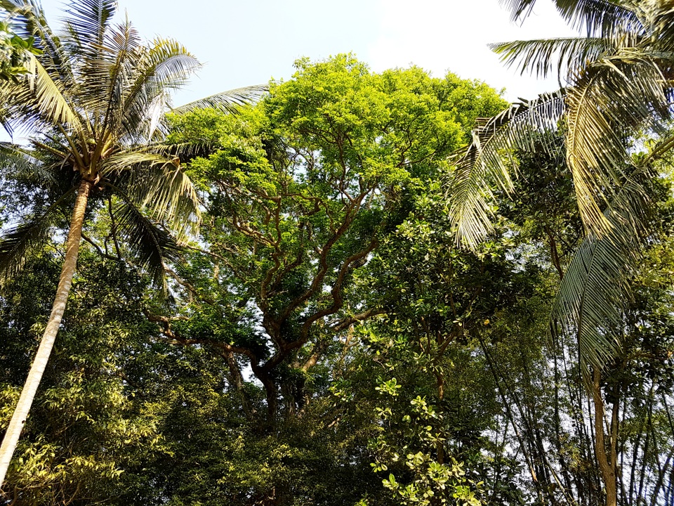 Chiêm ngưỡng “cụ” sưa 250 năm tuổi, gốc to hơn 10m - 1 Cây sưa có tán rộng hàng trăm mét vuông