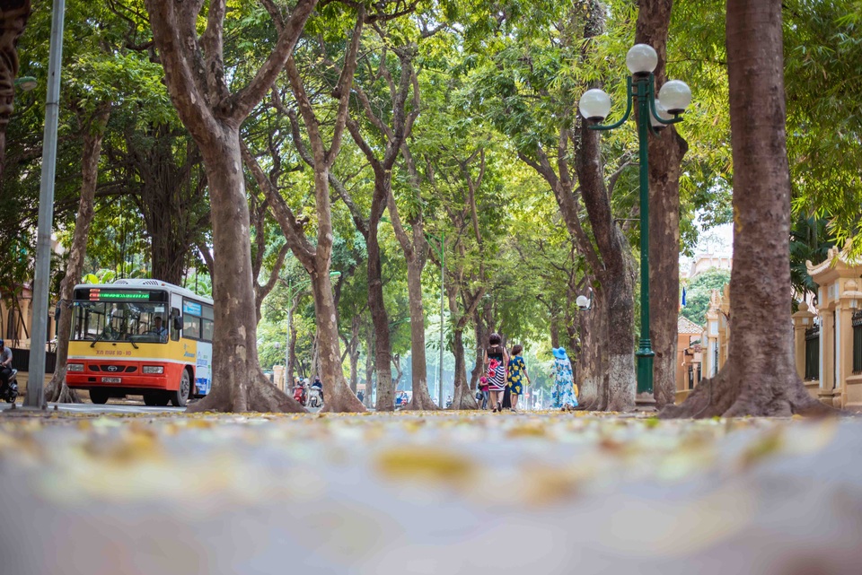 Vào tháng 4 – mùa cây thay lá, đường Phan Đình Phùng như được nhuộm một sắc vàng óng ả, trở lên thơ mộng, lãng mạn hơn bao giờ hết. Đây cũng trở thành địa điểm chụp ảnh lý tưởng cho những bạn trẻ hoặc những người yêu nhiếp ảnh.