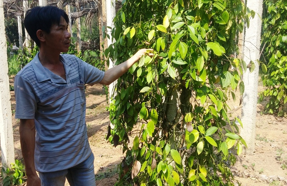 Những trụ tiêu chuẩn bị thu hoạch có dấu hiệu vàng lá do bệnh chết nhanh, chết chậm trên cây tiêu
