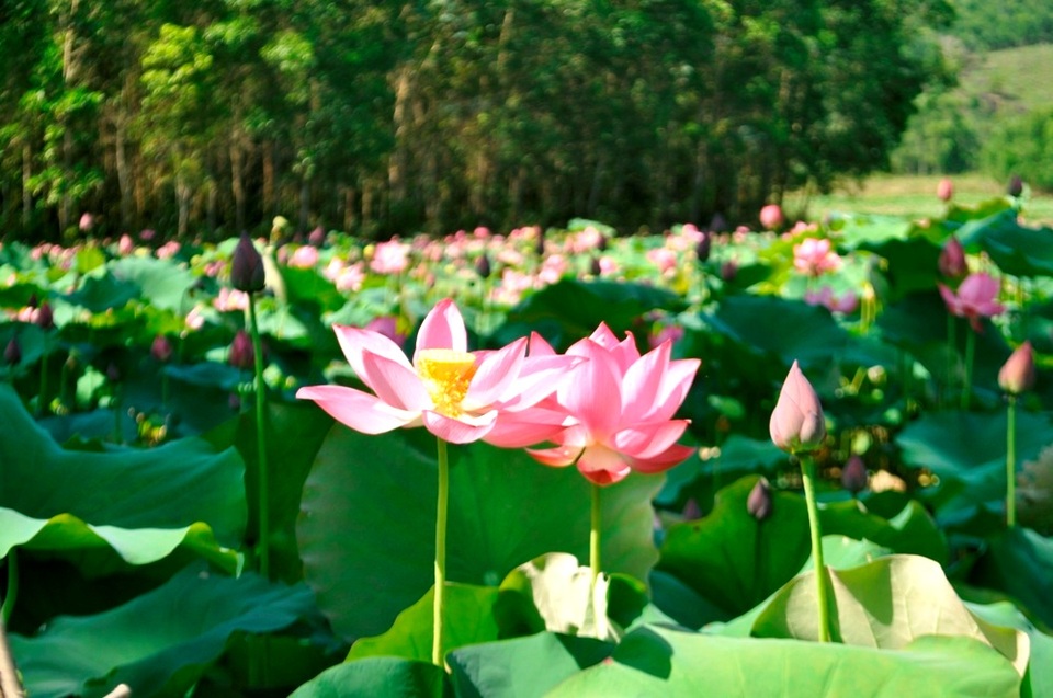 Hoa sen tinh khôi, dịu dàng