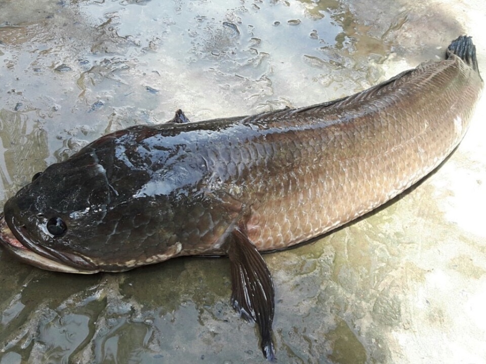 Bắt được cá lóc "khủng" nặng 7kg khi tát ao - 1
Con cá lóc đồng nặng 6,8kg anh Phúc bắt được khi tát ao sau nhà.