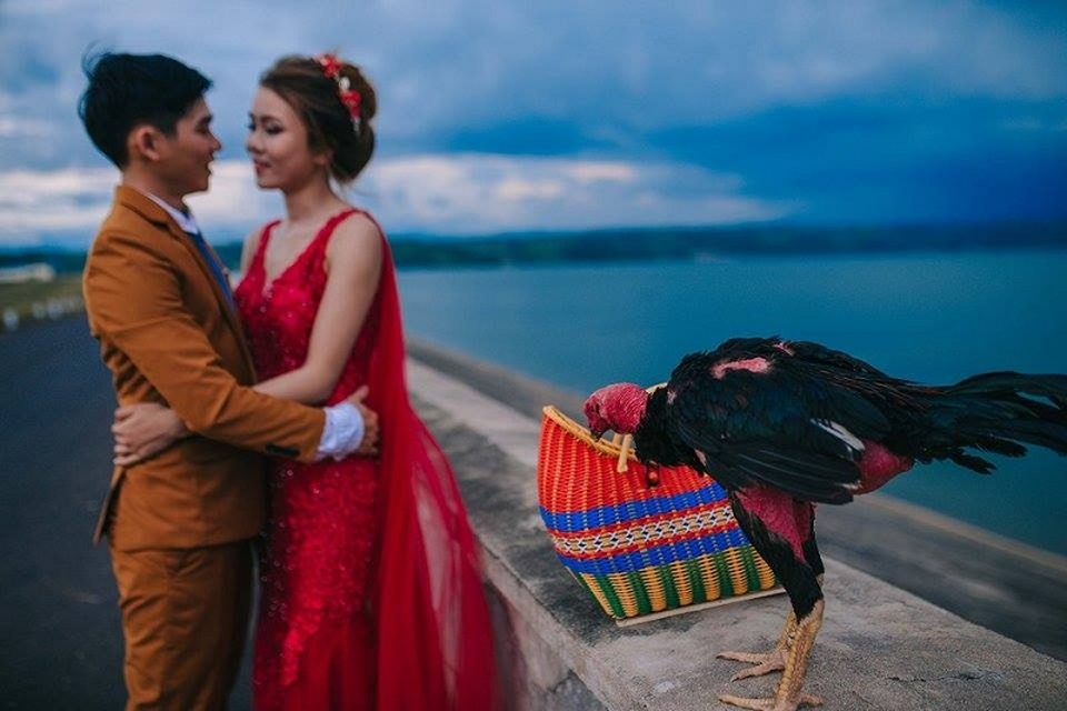 Chú rể mê gà chọi, ảnh cưới cũng không thể thiếu "vật cưng" - 8 Được biết, Tường Duy và Ý Chung đã yêu nhau được 7 năm và sẽ nên duyên vợ chồng vào ngày 14/7 tới đây.