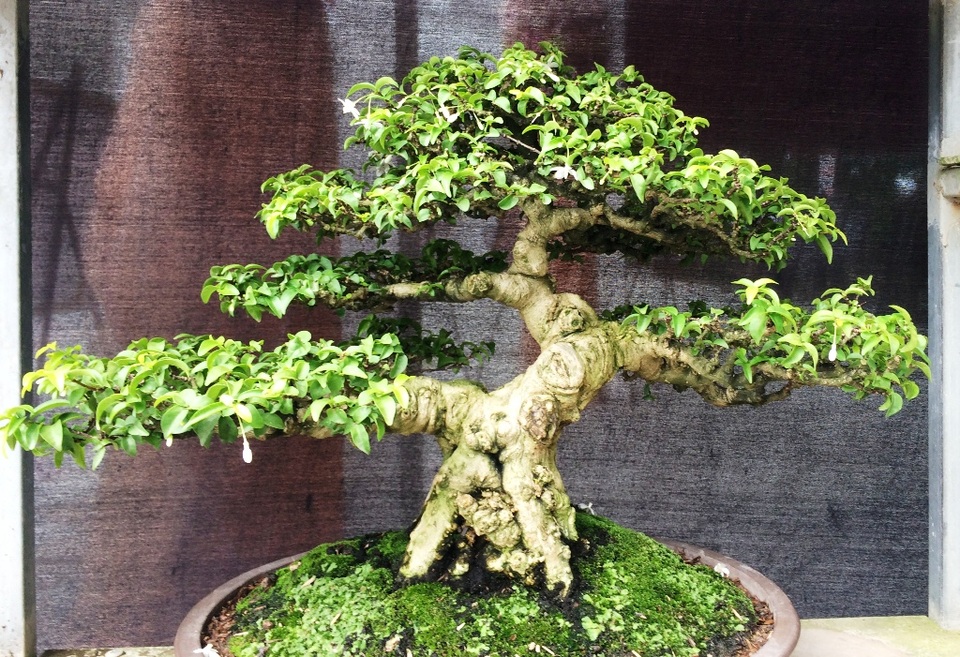 Ngắm những cây kiểng có dáng độc, lạ nhất nhì miền Tây - 7 Nhiều nghệ nhân chơi kiểng cho biết, thế dáng cây Mai Chiếu Thủy rất đẹp, cành nhánh hài hòa, cân đối