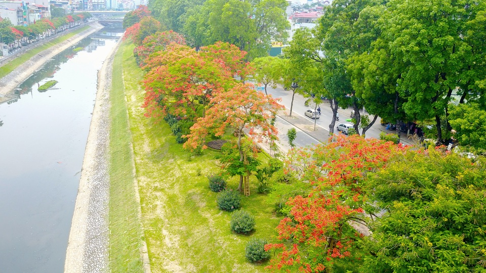 Không chỉ là loài hoa báo hiệu mùa hè về, hoa phượng còn là biểu tượng của mùa chia tay mái trường, thầy cô. Chính vì thế, đi dưới những con đường rợp màu phượng đỏ, nhiều người không tránh khỏi cảm giác xao xuyến, bồi hồi.