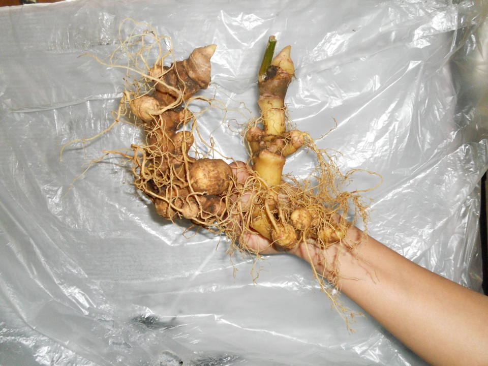 Cây sâm Ngọc Linh trở thành sản phẩm Quốc gia - 2 Củ sâm Ngọc Linh trở thành sản phẩm Quốc gia, gọi là sâm Việt Nam