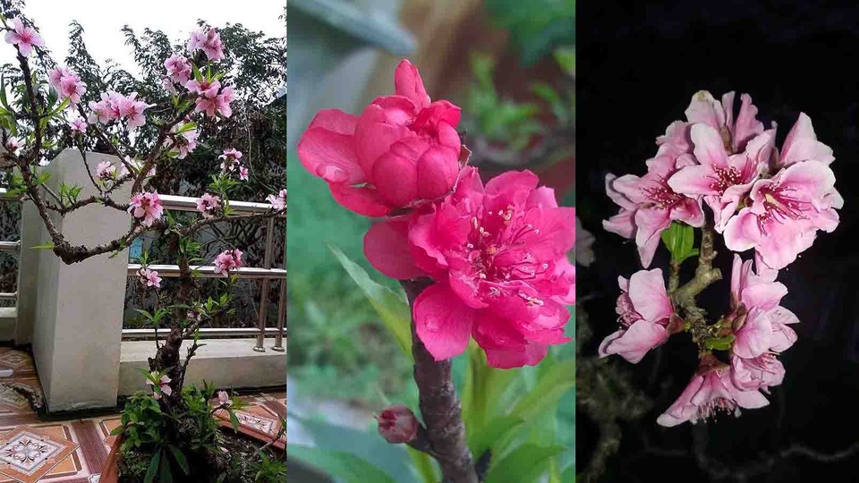 Mê mẩn vườn đào cổ thụ sai lúc lỉu trên sân thượng nhà 3 tầng - 10 Mê mẩn vườn đào cổ thụ sai lúc lỉu trên sân thượng nhà 3 tầng - 10