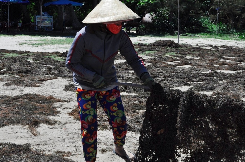Kiếm tiền triệu mỗi ngày từ nghề khai thác rong mơ - 2 Rong mơ phải phơi dưới trời nắng to mới đều và đẹp