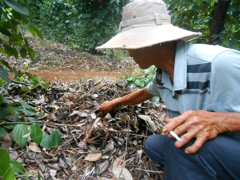 Kiếm hàng trăm triệu đồng mỗi năm trên những gò đất bạc màu - 2 Phía dưới gốc tiêu, thay vì dọn sạch lá xung quanh, ông Tiến lại đi gom lá keo về phủ kín dưới gốc nhằm giữ ẩm cho cây