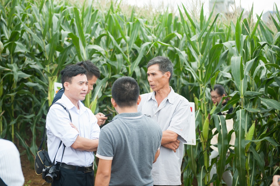 Giải pháp nâng cao giá trị cạnh tranh ngô thương phẩm cho khu vực Sơn La - 2 Giải pháp nâng cao giá trị cạnh tranh ngô thương phẩm cho khu vực Sơn La - 2