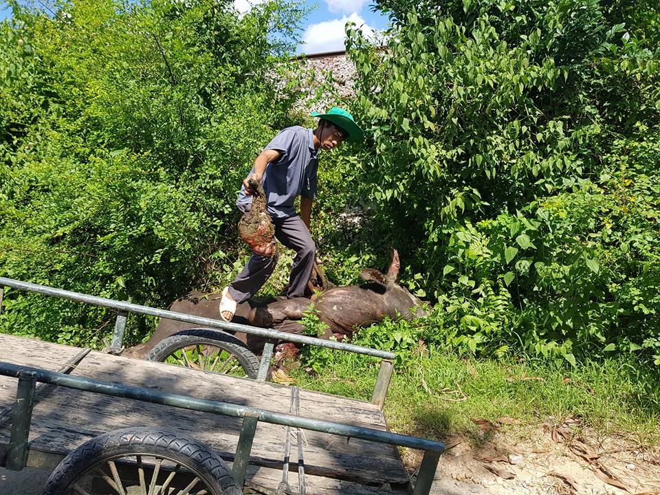 Hai ngày tàu hỏa tông chết 9 con trâu - 1 Người dân đến nhận trâu bị tàu đâm chết đem về mổ thịt.