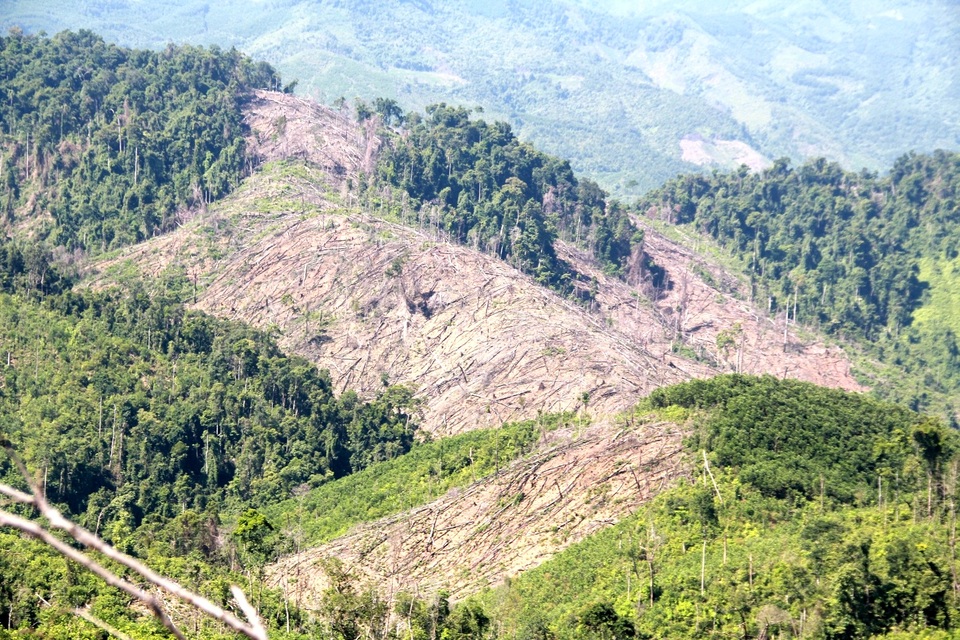 "Cạo trọc" hàng trăm ha rừng tự nhiên để trồng keo? - 2 Cả một mảng rừng tự nhiên rộng lớn đã bị cạo trọc