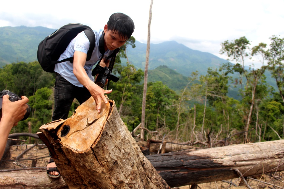 Vụ “cạo trọc” rừng tự nhiên, trồng keo: Chính quyền và kiểm lâm buông lỏng quản lý - 2 Nhiều gốc cây to đã bị chặt hạ