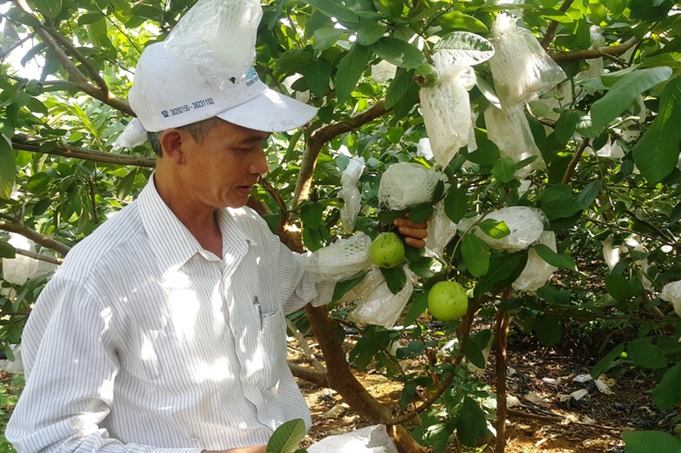 “Phù thủy” giúp cây ra quả trái vụ, thu cả tỷ đồng mỗi năm - 2 Nhiều loại cây ăn quả được ông Sơn bắt cho ra trái vụ bán với giá cao.