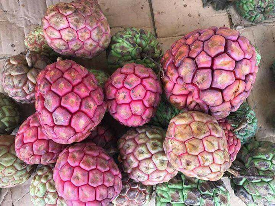 Hà Thành ăn lạ: Na rừng "khủng" nặng tới 4kg - quà rừng cho đàn ông, tiền triệu/quả - 2
Trên thị trường na trắng có giá rẻ hơn do ít có giá trị về dược liệu. Ảnh: FB
