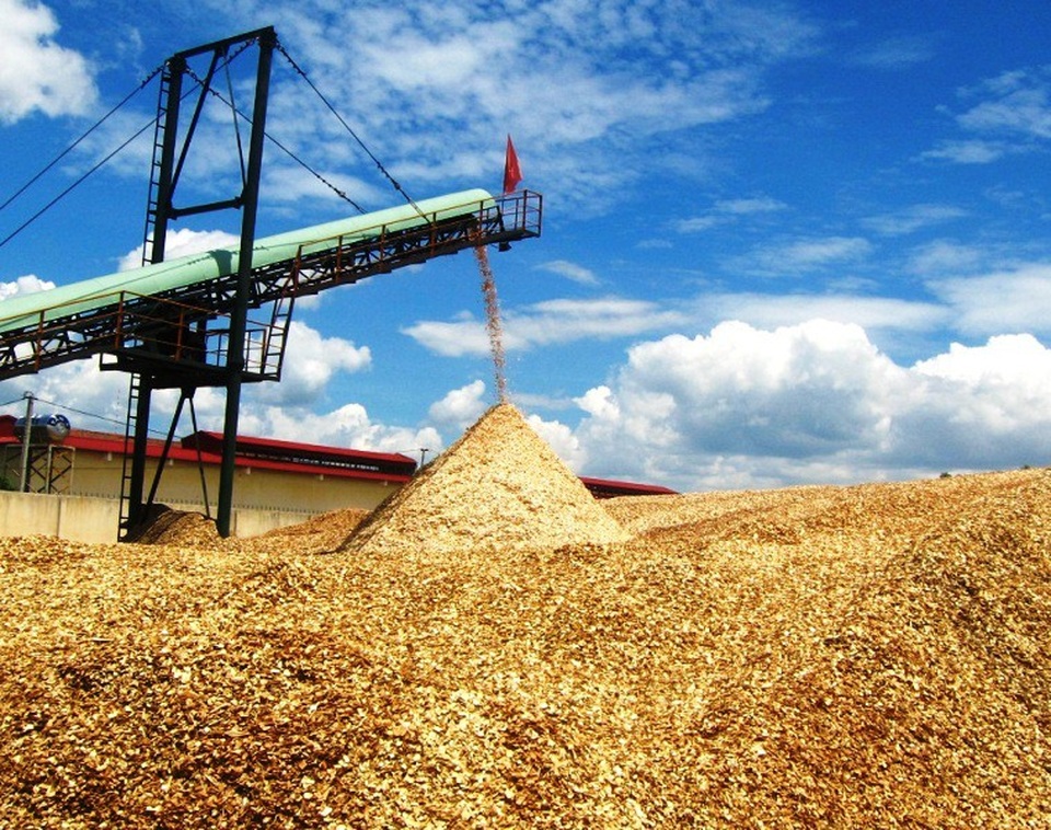 Trung Quốc ngừng mua, ngành dăm gỗ điêu đứng - 1 Trung Quốc ngừng thu mua dăm gỗ khiến các nhà máy chế biến dăm gỗ Bình Định đang gặp khó những tháng cuối năm.
