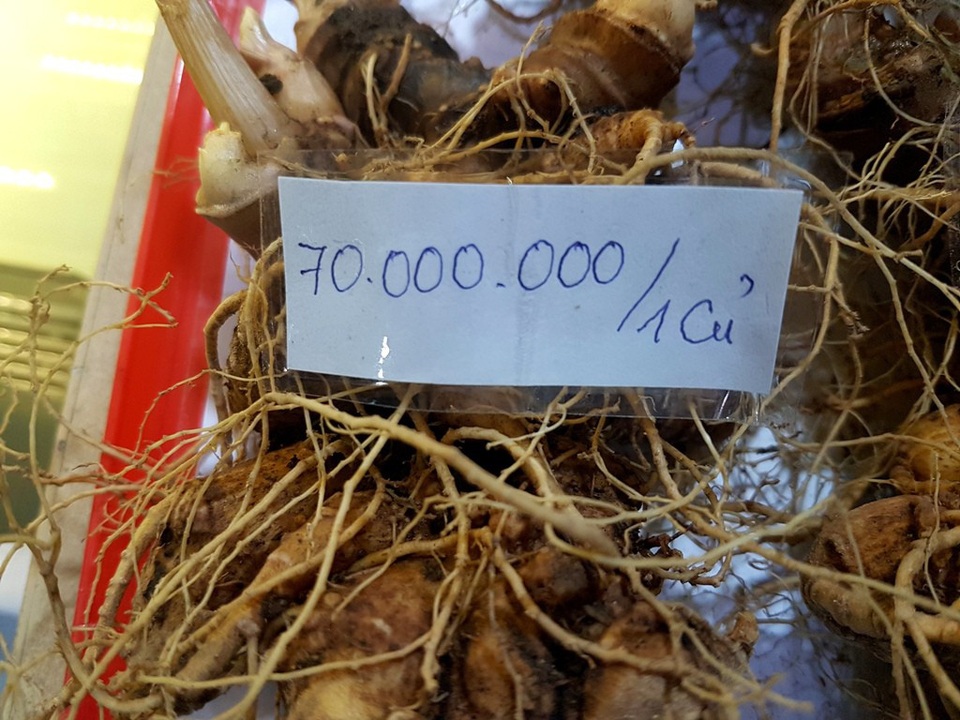 Quảng Nam: Độc đáo phiên chợ sâm tiền tỉ - 2 Quảng Nam: Độc đáo phiên chợ sâm tiền tỉ - 2