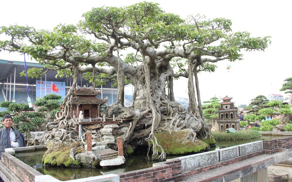 Đại gia Hà Nội đổi 10 cây vàng mua cây sanh cổ đẹp hiếm có - 2 Cây nổi bật bởi bộ rễ sần sùi, nổi hẳn lên mặt đất và bám chặt với lớp đất đá rêu phong.