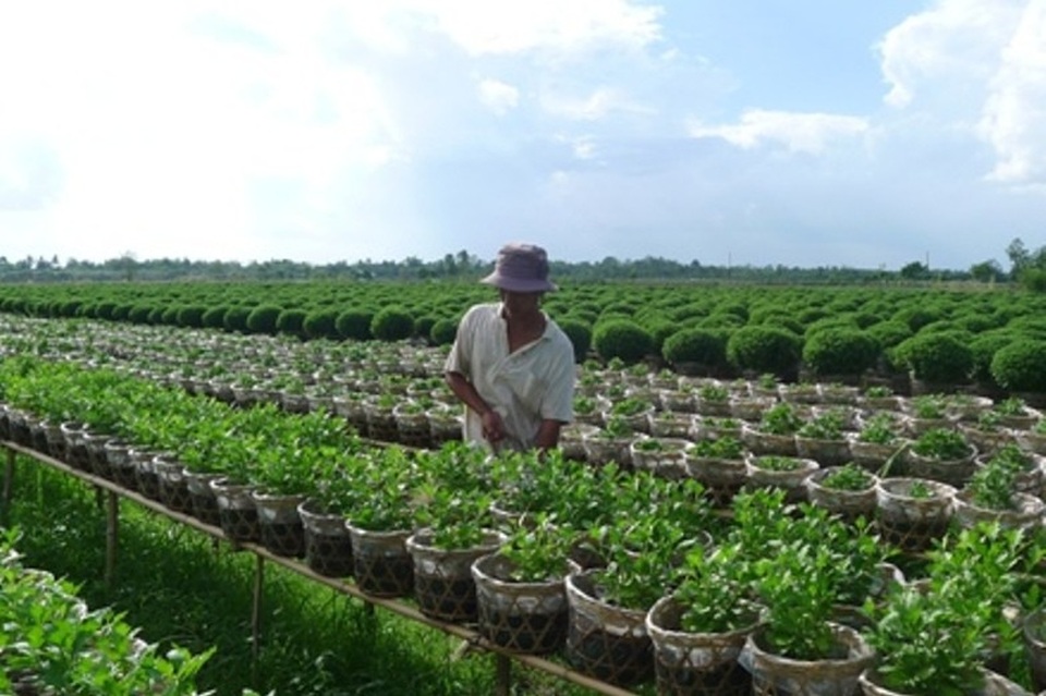Người dân Nam Bộ "nín thở" chờ bão - 1 Các tỉnh không có biển, như An Giang, Đồng Tháp cũng khẩn trương triển khai các công tác ứng phó với bão số 16. Tùy theo tinh hình thời tiết vào sáng mai, hai địa phương này mới có quyết định cho HS nghỉ học hay không