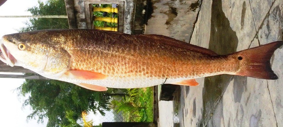 Cần thủ suýt làm thịt con cá nghi là sủ vàng quý hiếm - 2
Con cá được cho là sủ vàng quý hiếm.