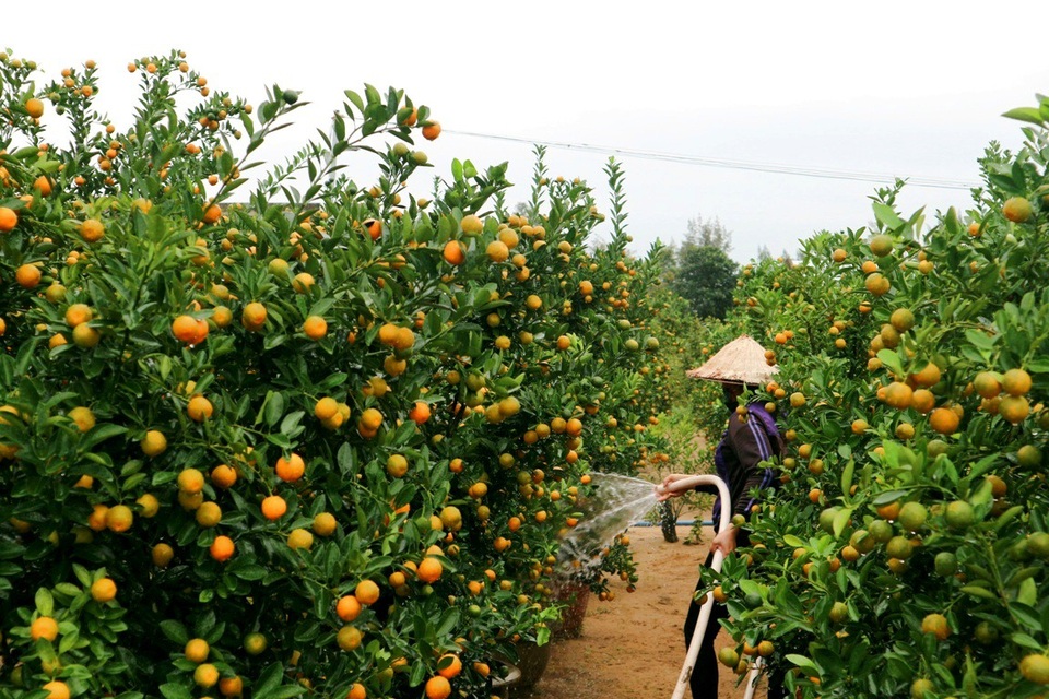 Quất Hội An rộn ràng vào vụ Tết - 2 Các hộ dân đang tất bật chuẩn bị chăm sóc lại vườn quất để kịp giao cho khách