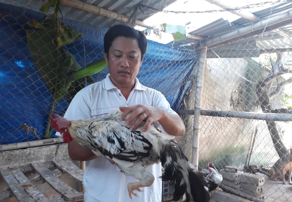 Thạc sĩ bỏ giảng đường về nuôi vịt, gà kiếm hàng trăm triệu đồng mỗi năm - 2 Sau 5 năm nghiên cứu, anh Hải đã khôi phục thành công giống gà Kha Thầy “tiến Vua”