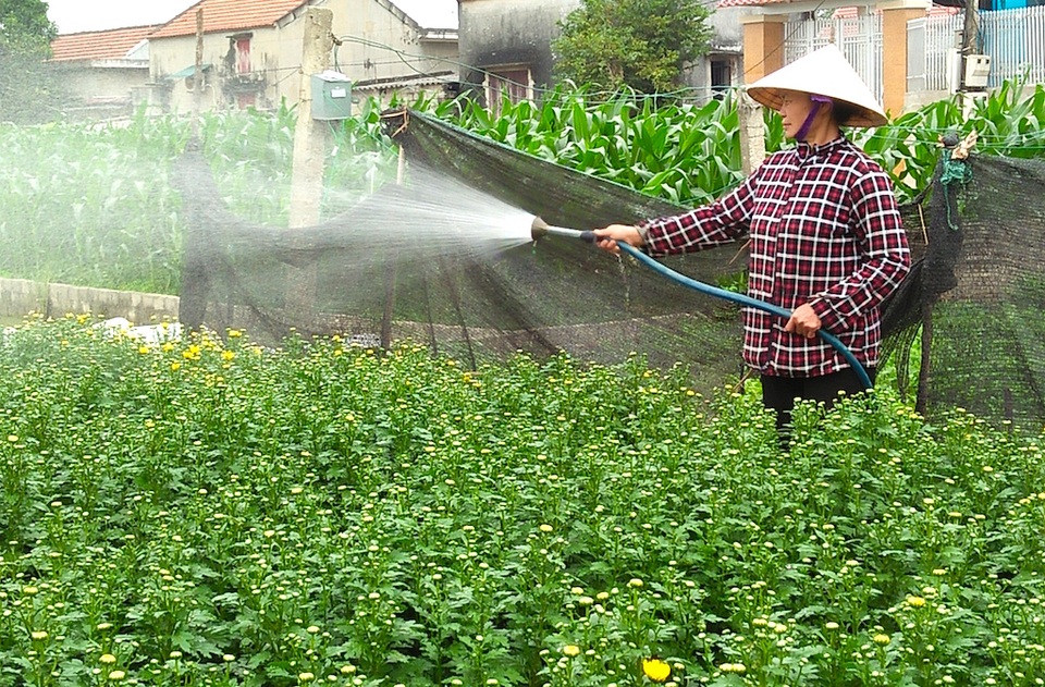 Hoa Tết bung nở khắp nhà vườn xứ Nghệ - 2 Người dân chăm sóc cây hoa cho kịp thời vụ.
