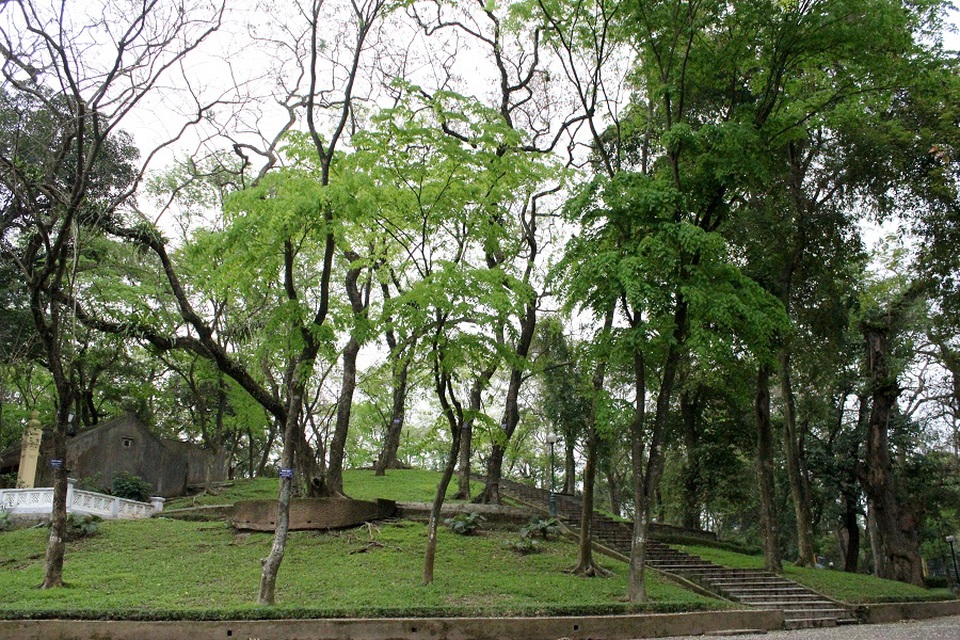 Vườn sưa đỏ bạc tỷ trên núi “triệu đô” ở Hà Nội - 1 Núi Nùng nằm trong công viên Bách Thảo (Hà Nội) được mệnh danh là núi “triệu đô” bởi trên ngọn núi này là một quần thể gồm hàng chục cây sưa đỏ quý hiếm có giá bạc tỷ.