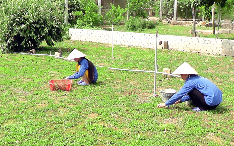 Ngôi trường miền núi có 16 em đạt 27 điểm trở lên - 1 Em Trần Thị Diệu Khanh điều kiện gia đình khó khăn nên sau mỗi buổi học em lại cùng mẹ cắt rau má bán kiếm thêm thu nhập trang trải học hành.
