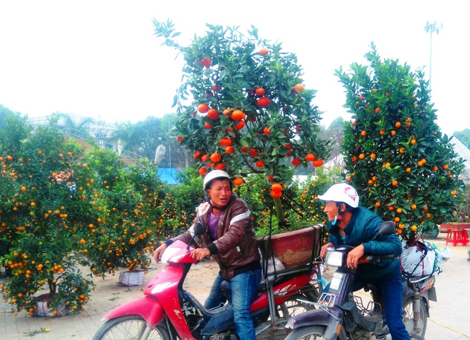 Đào, mai ế ẩm… quất “lên ngôi” ngày cận Tết - 2 Quất cảnh “lên ngôi”