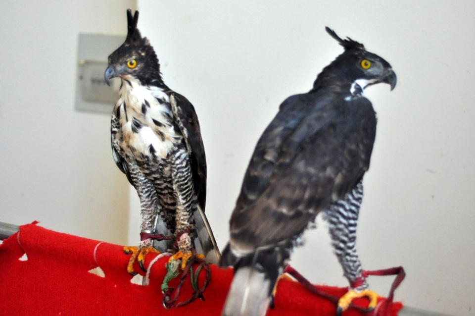 Bộ sưu tập chim săn giá 300 triệu của dân chơi Hà Nội - 3 Để sở hữu một con chim săn mồi hiện nay cũng không quá khó tuy nhiên để huấn luyện một chú chim săn biết nghe hiệu lệnh của chủ nhân thì không phải đơn giản. Quá trình này thường mất từ 1 – 3 tháng để chim rèn luyện các kỹ thuật săn mồi từ đơn giản đến phức tạp. Trong ảnh là hai con Blyth nhập từ Thái Lan có giá vào 12 triệu đồng/ con.