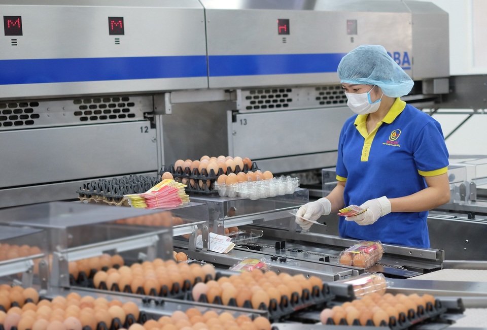 Ước mơ về thực phẩm sạch thành hiện thực từ một chủ trương đúng - 2
Công nhân công ty TNHH Ba Huân Hà Nội kiểm tra đánh giá chất lượng trứng.