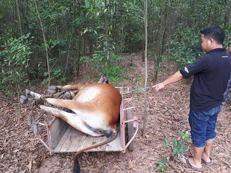 Biệt thự “đòi” từ cựu Chủ tịch Hà Nội bỏ hoang và báu vật giếng cổ - 10
Cho rằng con bò là của mình, ông Hà Văn Minh và người nhà tổ chức vây bắt khiến con bò bị chết. Khi ông Minh chuẩn bị đem con bò về mổ thịt thì ông Nguyễn Văn Sơn đến nhận đó là bò của mình. Hai gia đình xảy ra tranh chấp, chính quyền bất lực khi phân giải nên đã đưa con bò đi tiêu hủy. Sự việc trên xảy ra ở xã Cẩm Quan, huyện Cẩm Xuyên, Hà Tĩnh. (Ảnh: Tiến Hiệp)