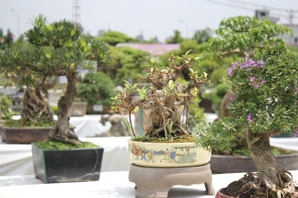 Mê mẩn những kiệt tác bonsai "độc nhất vô nhị" ở Hà Nội - 1 Bonsai được hiểu là cây được trồng trong chậu nhỏ. Đây là một thú chơi tao nhã, được ví như “viên ngọc quý” trong vườn cảnh. Trước đây, thú chơi bonsai thường chỉ dành cho người lớn tuổi, thế nhưng ngày nay, rất nhiều người với đủ mọi lứa tuổi yêu thích và đam mê môn nghệ thuật độc đáo này.
