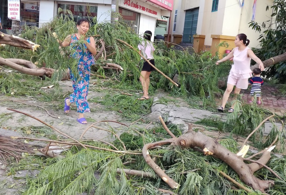 Sau bão, người dân thành Vinh “được mùa” củi - 2 Sau bão, người dân thành Vinh “được mùa” củi - 2