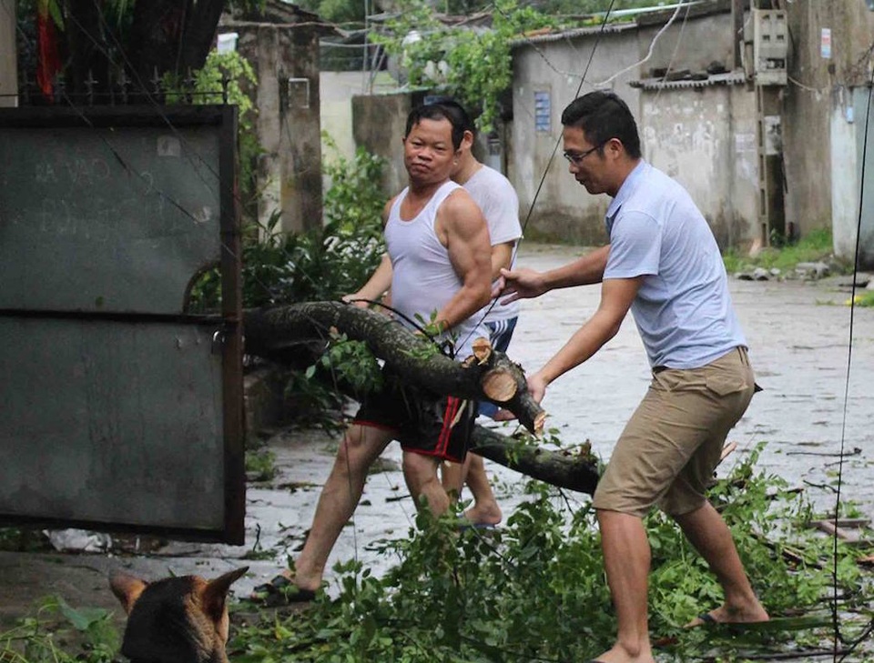 Sau bão, người dân thành Vinh “được mùa” củi - 3 Sau bão, người dân thành Vinh “được mùa” củi - 3