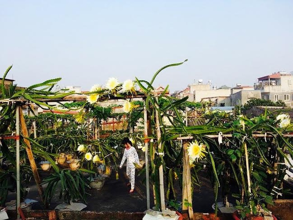 
Ông Nguyễn Mạnh Thắng chia sẻ, cách đây khoảng một năm, ông có dịp tham quan một mô hình trồng thanh long trong chậu mà vẫn ra hoa đậu quả. Khi về, ông nảy ra ý tưởng mua chậu cảnh và làm khung trụ để trồng thanh long trên khoảng sân thượng nhà mình.
