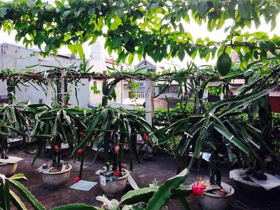 
Theo lời ông Thắng, chi phí làm vườn thanh long hết chưa đầy 10 triệu đồng, trong đó bao gồm: tiền sắt làm khung 4 triệu, tiền chậu 4 triệu (giá 50.000 đồng/chậu), tiền nguyên liệu để làm cọc trụ cho mỗi gốc thanh long,... Chuẩn bị vật liệu xong, tự tay ông thiết kế và làm.
