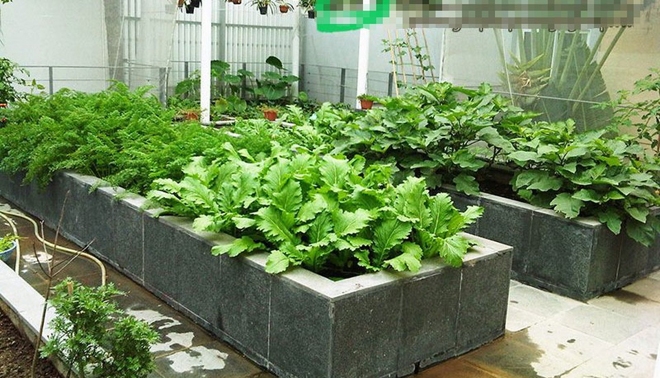 Những vườn rau được xây công phu và tốn kém