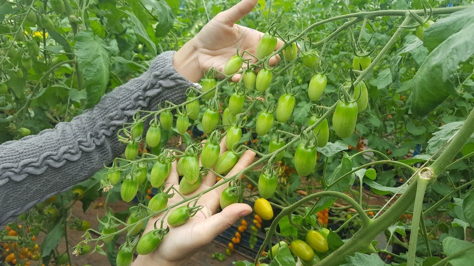 Kiếm trăm triệu mỗi tháng nhờ độc chiêu trồng cà chua từ... trứng gà và sữa - 3 Nhờ được chăm sóc dinh dưỡng theo chế độ đặc biệt nên cây sinh trưởng tốt. Ảnh: Xuân Thủy