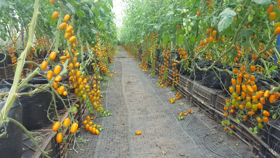 Kiếm trăm triệu mỗi tháng nhờ độc chiêu trồng cà chua từ... trứng gà và sữa - 2 Để cung cấp chất dinh dưỡng tăng chất lượng quả, chị Thủy nghĩ ra cách trộn hỗn hợp trứng sữa ủ lên men bón cho cây. Ảnh: Xuân Thủy
