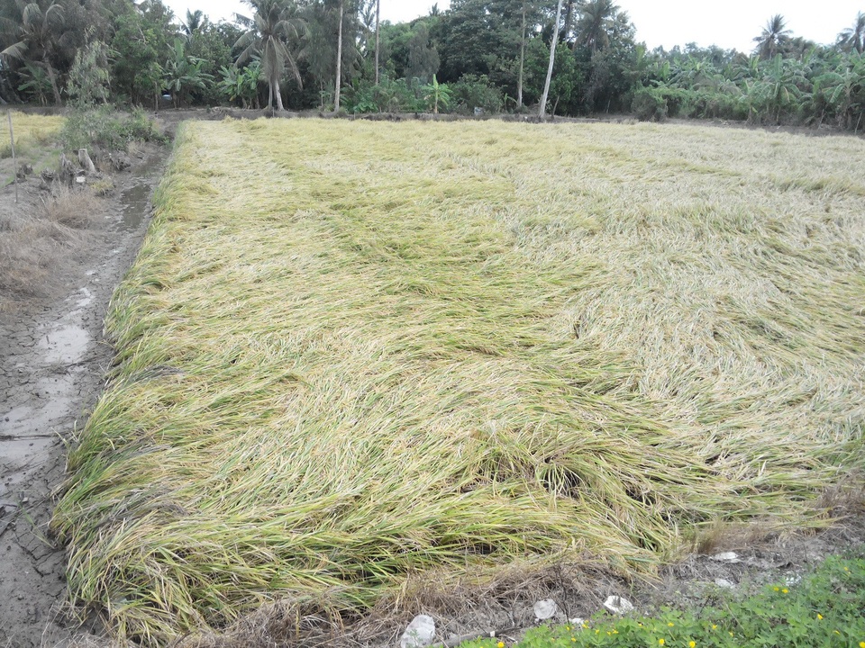 Hậu bão số 16, hàng chục nghìn ha lúa đổ ngã, 38 căn nhà hư hỏng - 2
Với những diện tích lúa bị ngã thế này, người dân thuê người gặt lúa với giá từ 700.000 -800.000 đồng/công thay vì gặt máy chỉ 300.000đồng/công