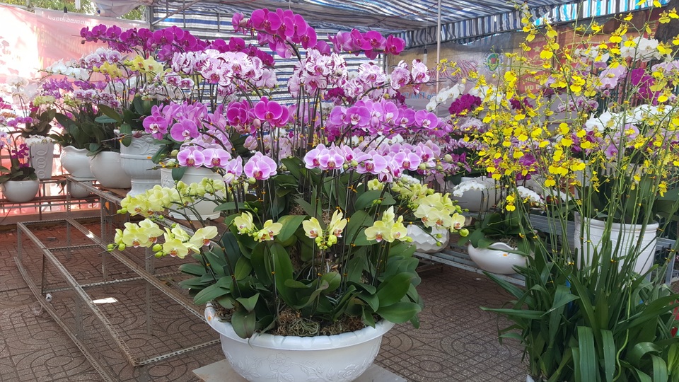 Chậu lan Hồ Điệp gốc Đà Lạt được chào bán với giá 14 triệu đồng