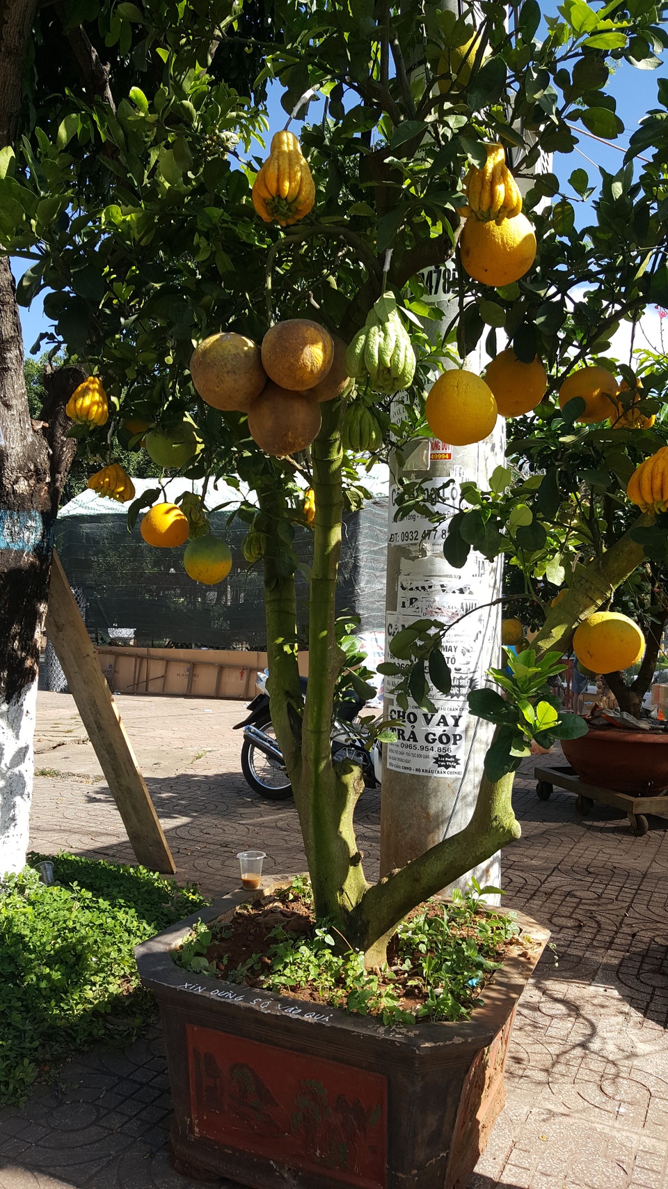 
Cây bưởi ghép phật thủ độc đáo được bán chưng Tết với giá 19 triệu đồng
