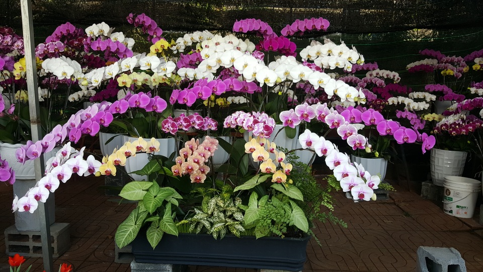 
Đây là loài hoa lan được người dân ưa chuộng dù giá cả không hề rẻ
