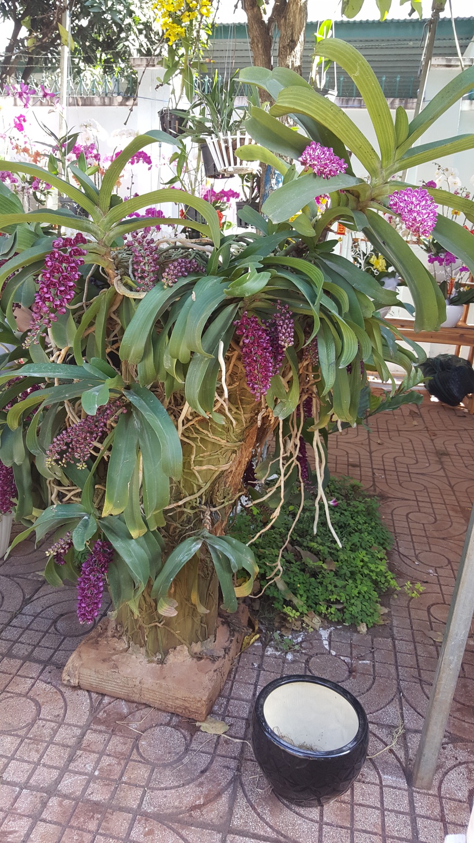 Gốc hoa lan Nghinh xuân tím được rao bán với giá 20 triệu đồng. Loài hoa này cần phải công phu, tỉ mỉ khi chăm sóc