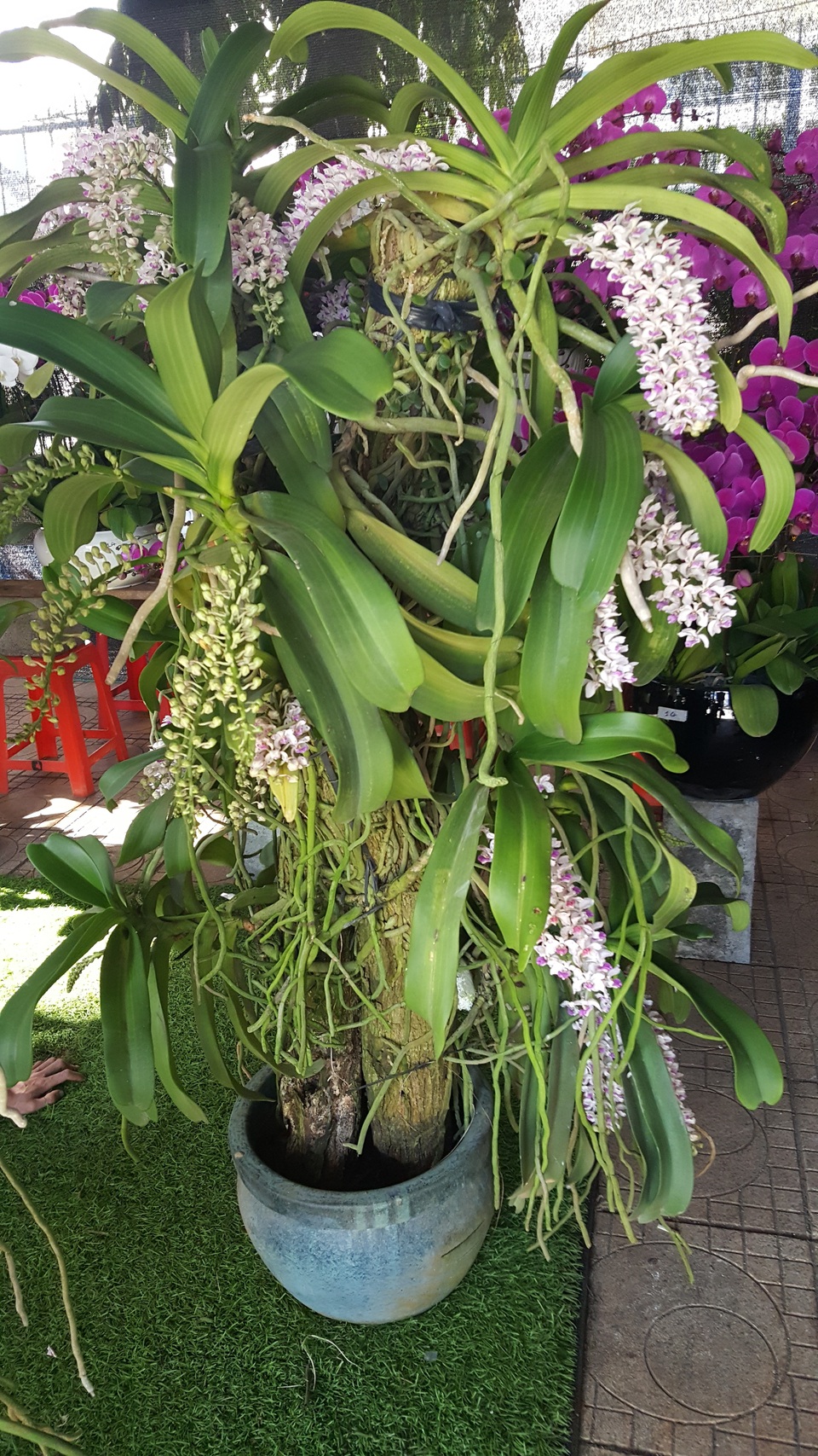 Gốc lan Nghinh xuân cũng đã nhanh chóng có chủ và được bán với giá đúng 30 triệu đồng