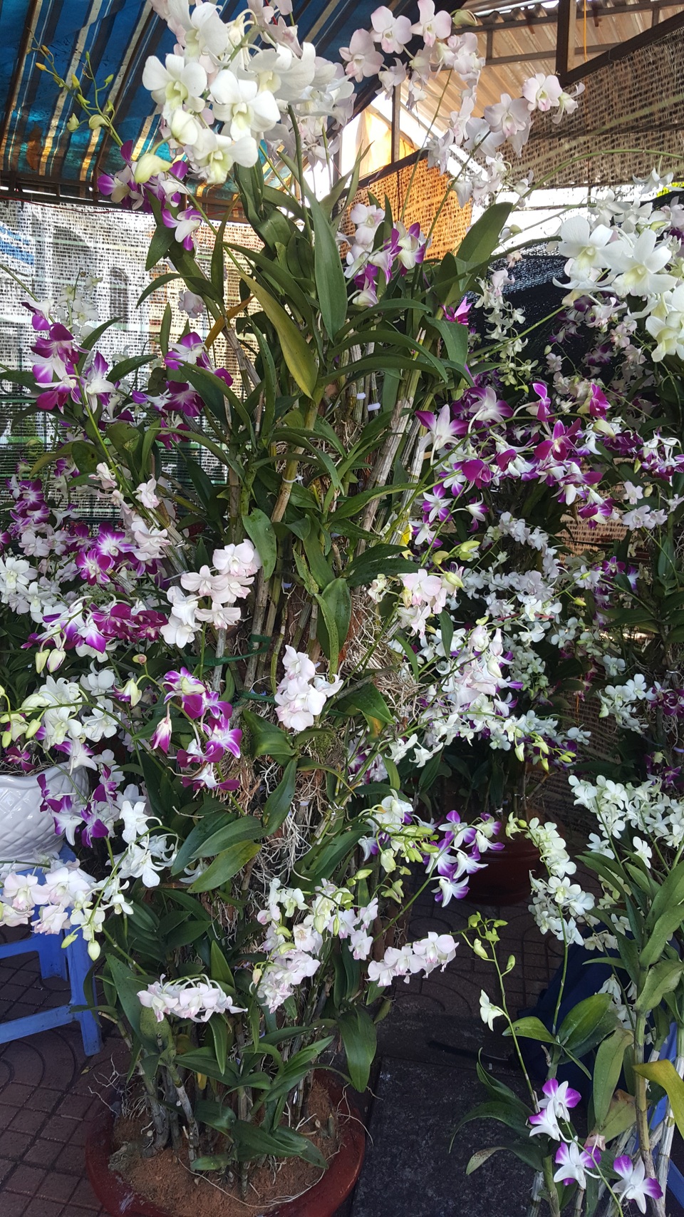 Loài lan Đen rô với nhiều màu sắc đẹp mắt được nhiều có thú chơi lan rất yêu thích. Chậu lan này được bày bán với giá từ 5 triệu đồng